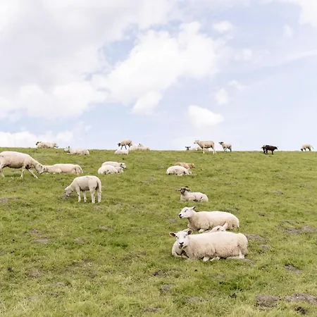 Lägenhet Wattnmeer Von Oben 48 5 N *